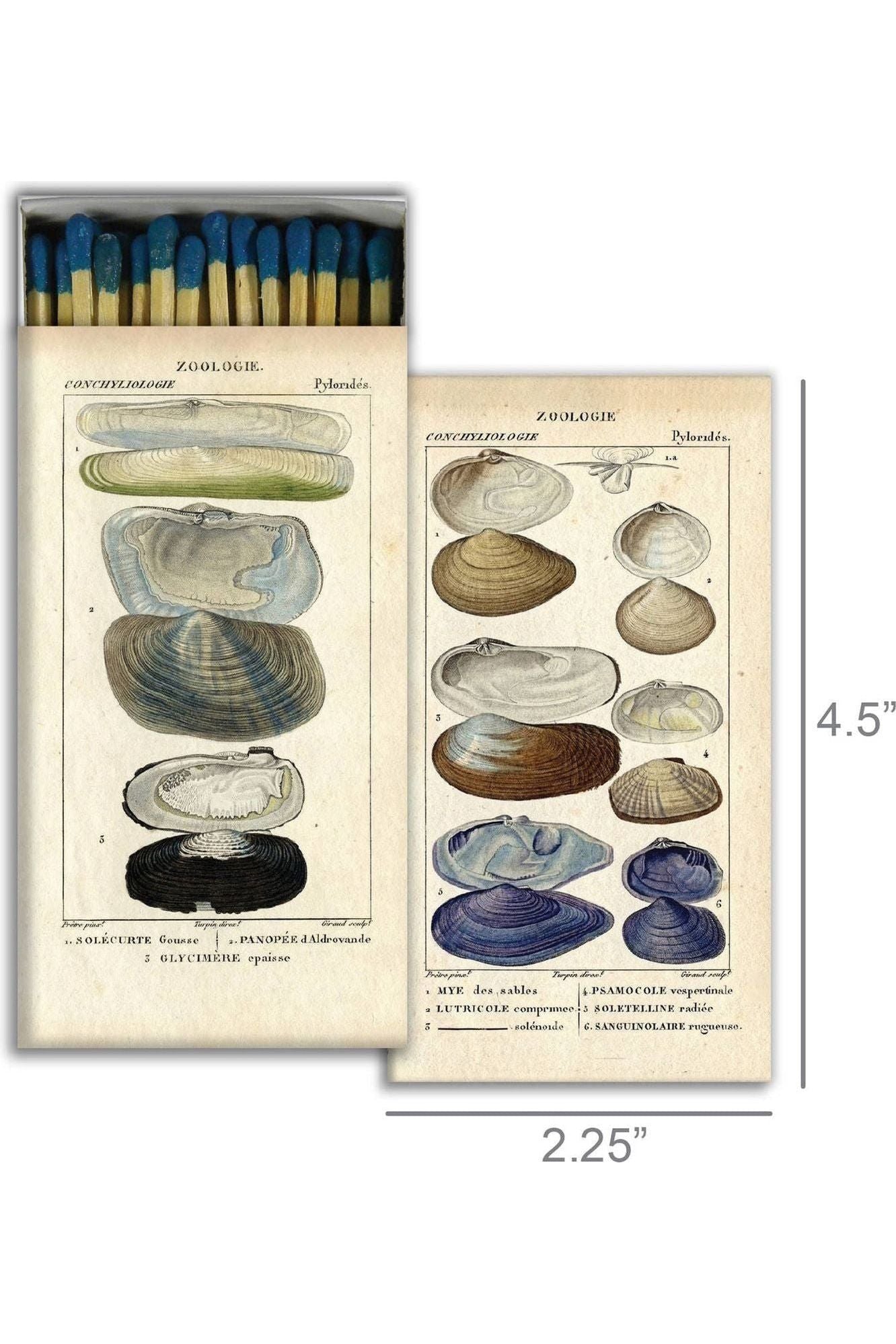 Seashell Specimens Matches - DUNE + SALT