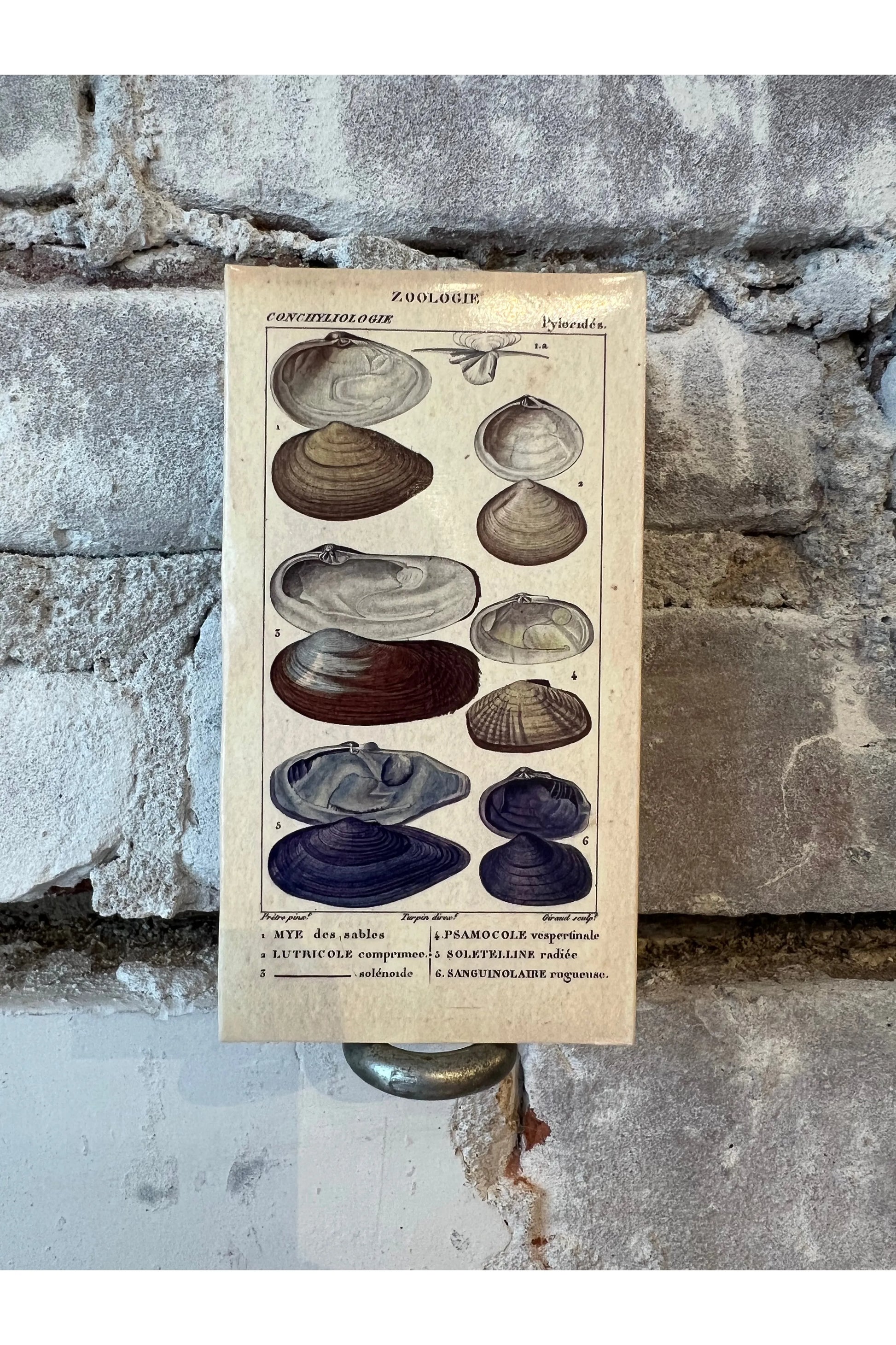 Seashell Specimens Matches - DUNE + SALT