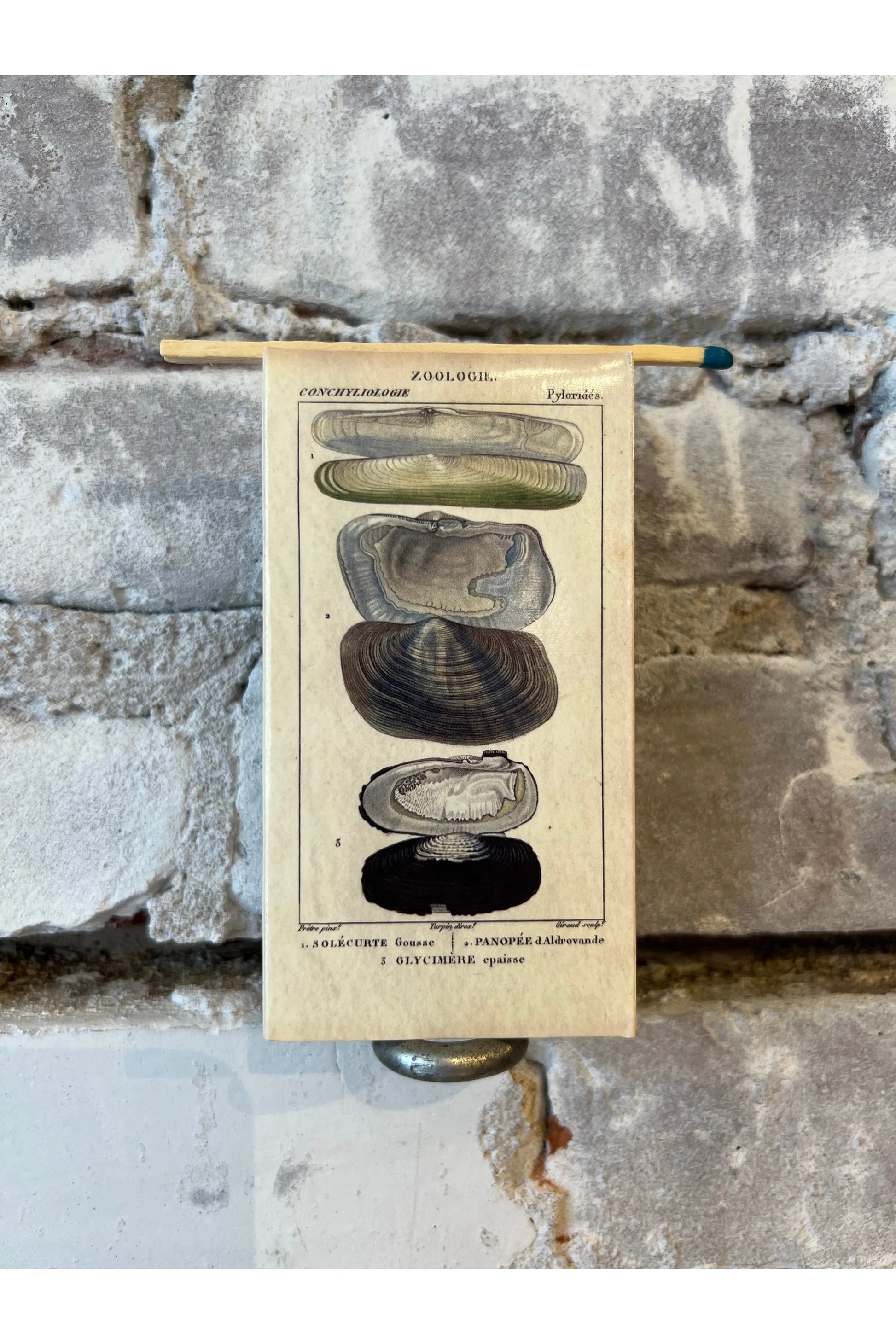 Seashell Specimens Matches - DUNE + SALT